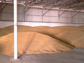 Продаю зерно (пшеницу, ячмень, овес)