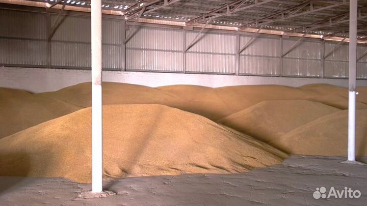 Продаю зерно (пшеницу, ячмень, овес)