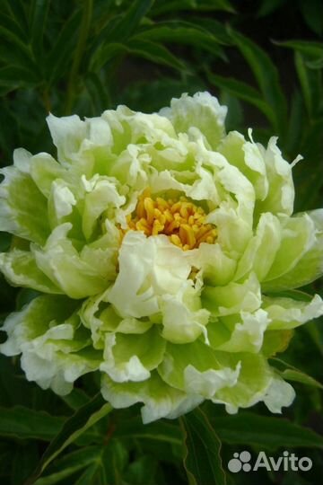 Пионы альбом №7