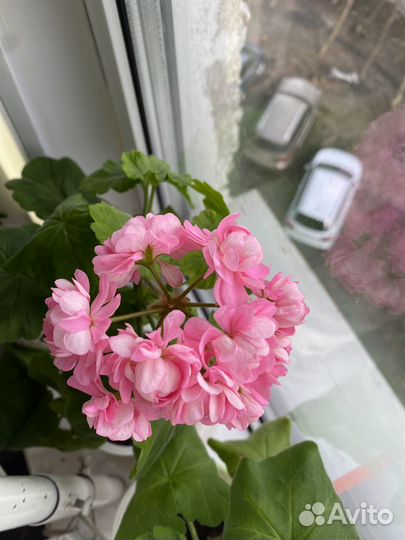 Пеларгония, фиалки