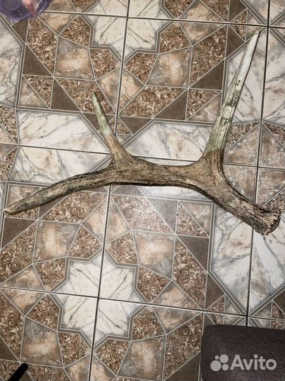 Лосиные рога