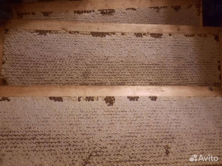 Мед в сотах. Доставка бесплатно