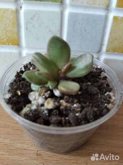 Адромискусы