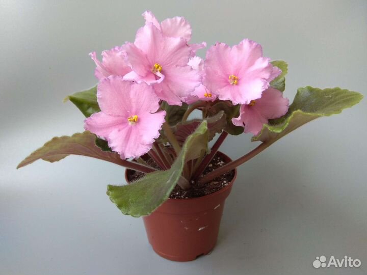 Сортовые фиалки