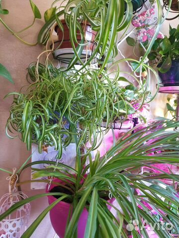 Комнатные растения, эпипремнум Глобал грин