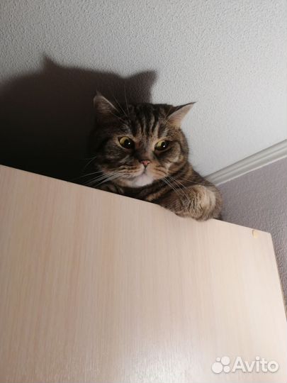 Шотландский кот в добрые руки