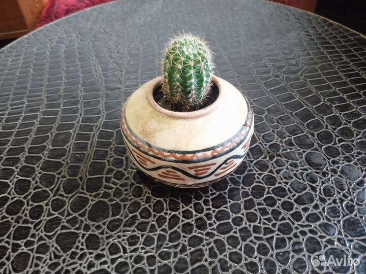 Кактус. Авторская керамика