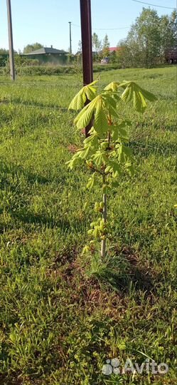 Саженцы каштана