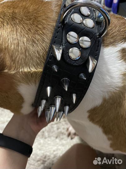Ошейник для собак