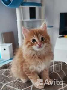 Пушистые мурчалки