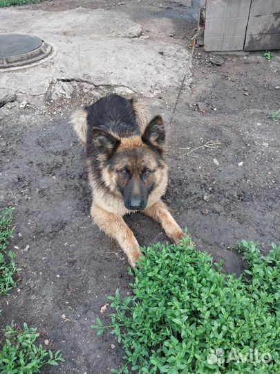 Щенки немецкой овчарки