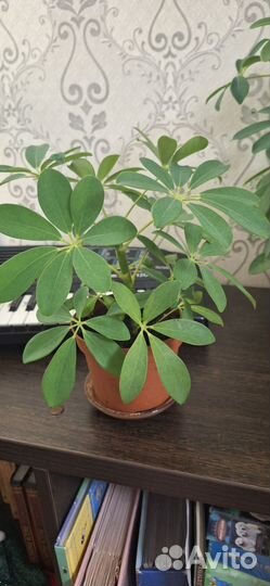 Комнатные цветы шефлера