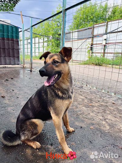 Собака в добрые руки