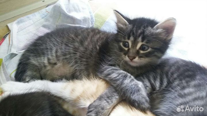 Котята в добрые руки