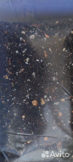 Универсальный грунт