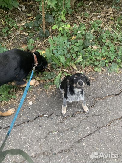 Щенок ищет дом