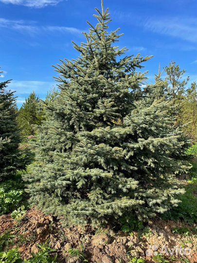 Ель колючая голубая 