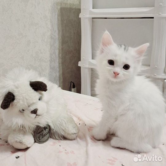 Котенок девочка в добрые руки