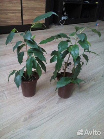 Укорененные черенки фикуса