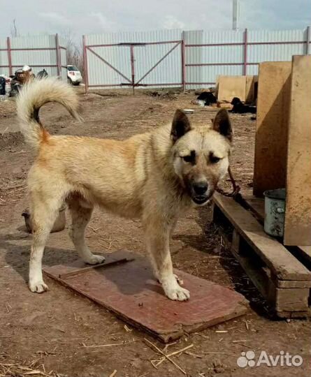 Отдам в добрые руки молодого кобеля дворняжки