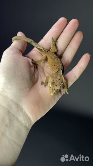 Бананоед самка 6 мес