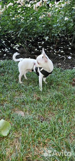 Чихуахуа мини вязка