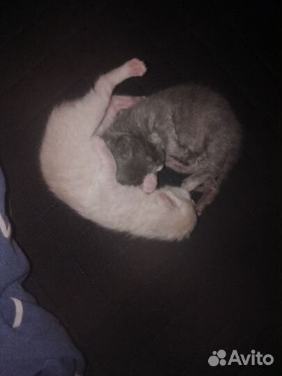 Котята отдам бесплатно
