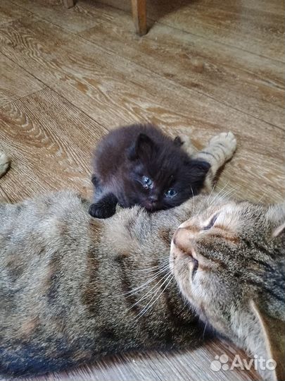 Кошечки в хорошие руки