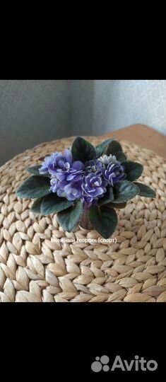 Фиалки Мини и полумини