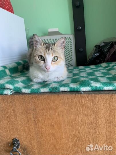 Кошка Дуся мышеловка