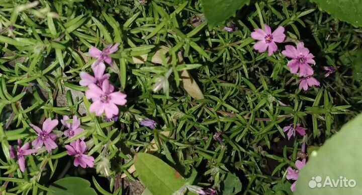 Флокс шиловидный розовый
