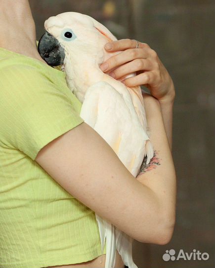 Какаду птенец выкормыш ручной