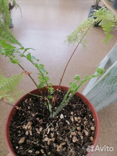 Папоротники