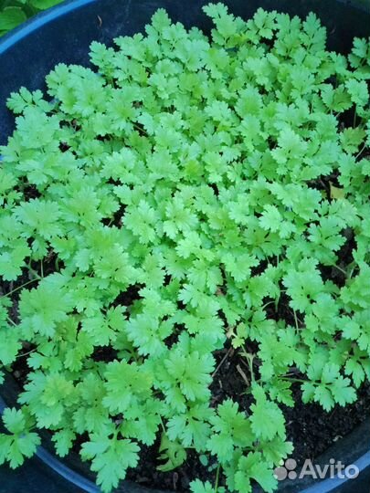 Рассада матрикариии