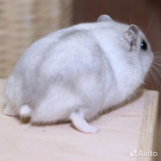 Джунгарский хомяк
