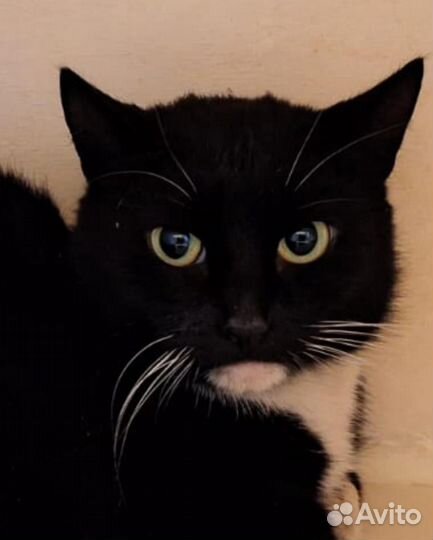 Кашка в добрые руки