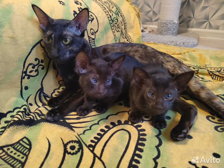 Ориентальная кошка