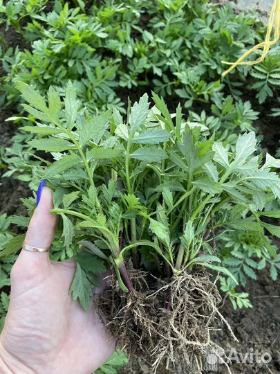 Бархатцы, рассада