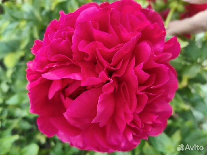 Пионы срезка