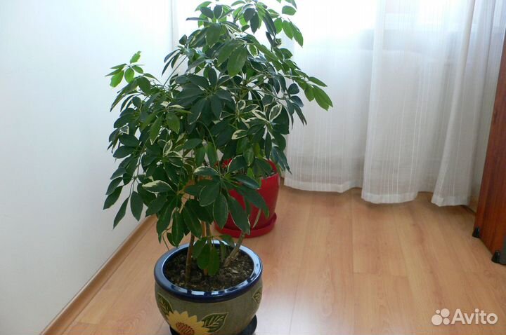 Продается комнатное растение