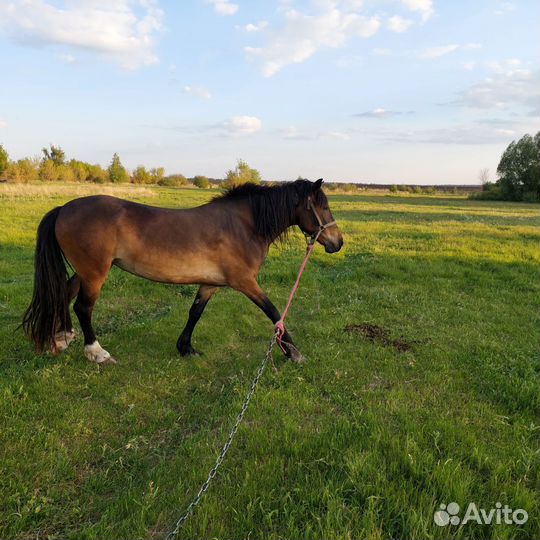 Продаётся кобыла