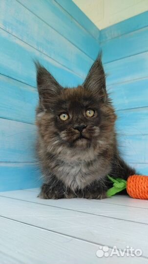 Черный дымный котик