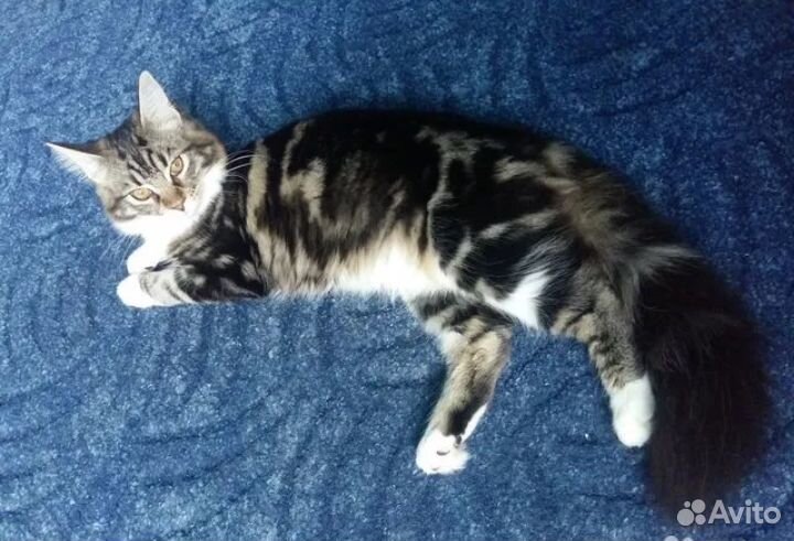 Кошка на вязку