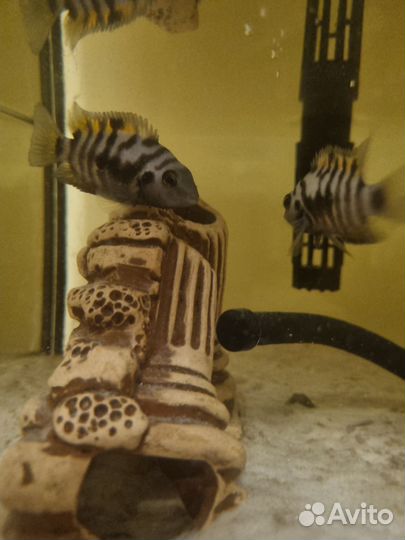 Цихлиды, взрослые рыбки