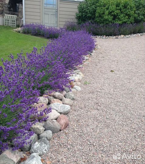 Лаванда саженцы