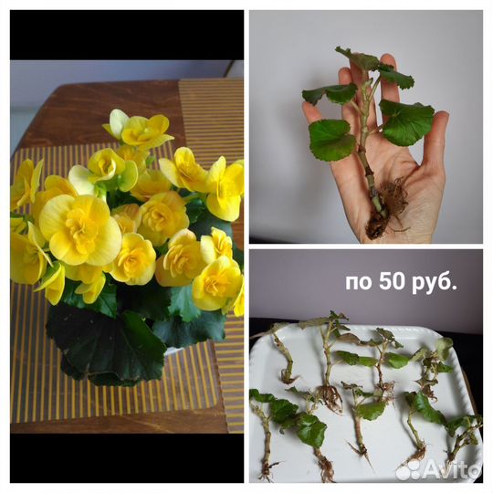 Комнатные цветы