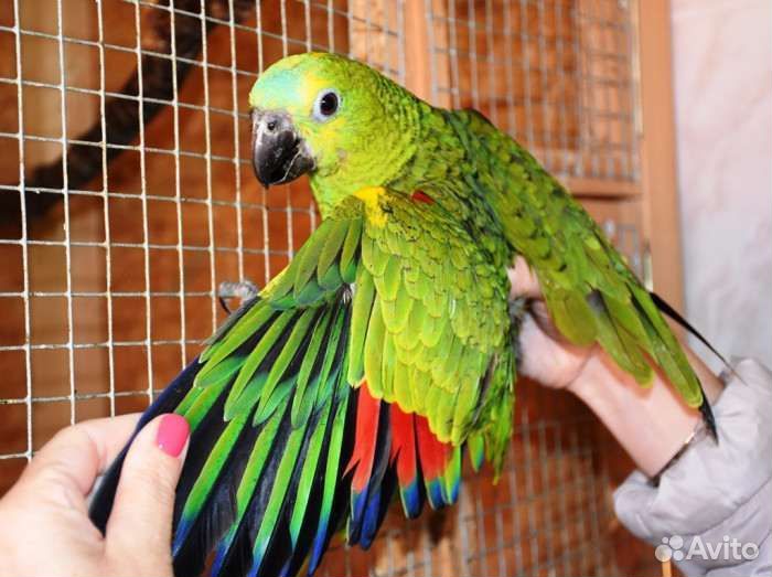 Попугай амазон птенцы