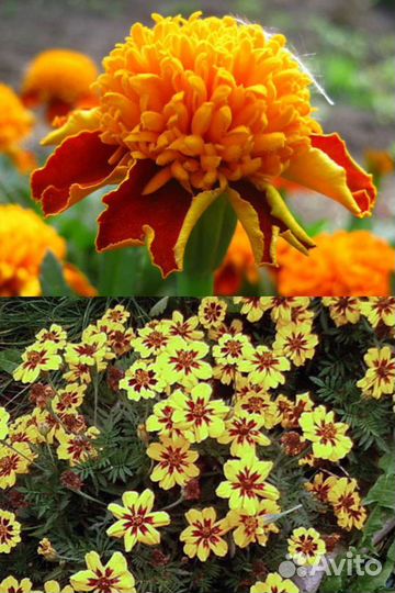 Бархатцы отклонённые махровые полумахровые рассада