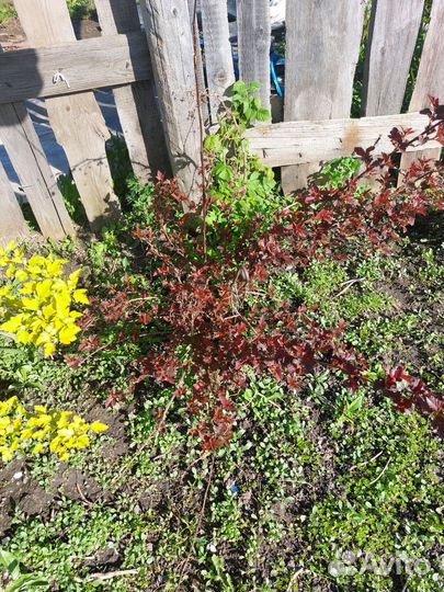 Декоративные кустарники