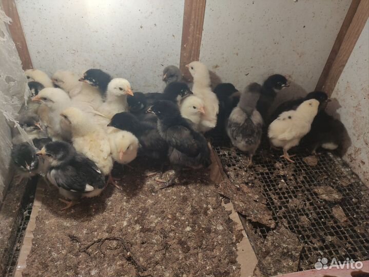 Цыплята несушки
